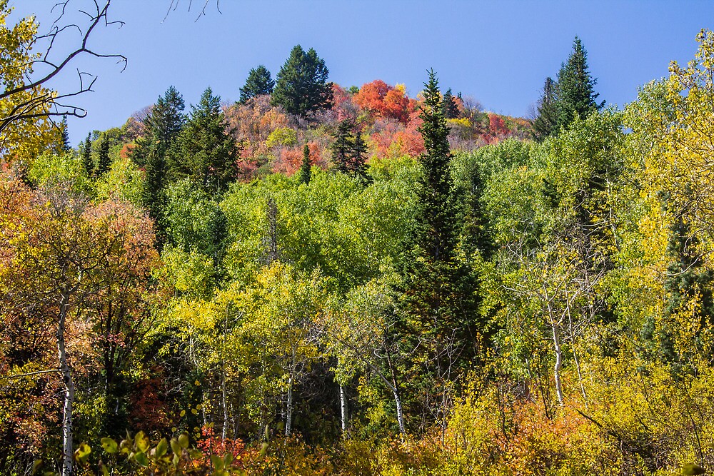 "Autumn, Lambs Canyon, Utah" by DLDPhotography Redbubble
