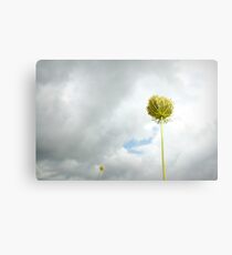 queen anne Canvas Print