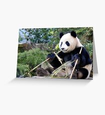 Chop Sticks - Funi - Adelaide Zoo's Female Panda Greeting Card