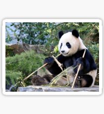 Chop Sticks - Funi - Adelaide Zoo's Female Panda Sticker