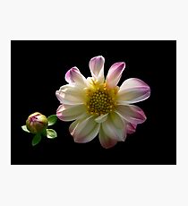 Companion! Photographic Print
