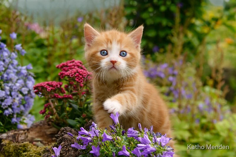 "Cute Ginger Cat Kitten in a Garden Photo Portrait" by Katho Menden