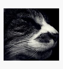 Annoyance Photographic Print