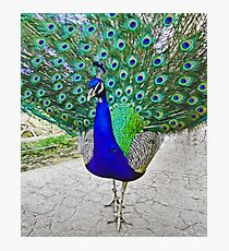 Peacock Photographic Print