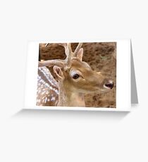 Gazelle Greeting Card