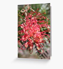 Red Grevillea Greeting Card