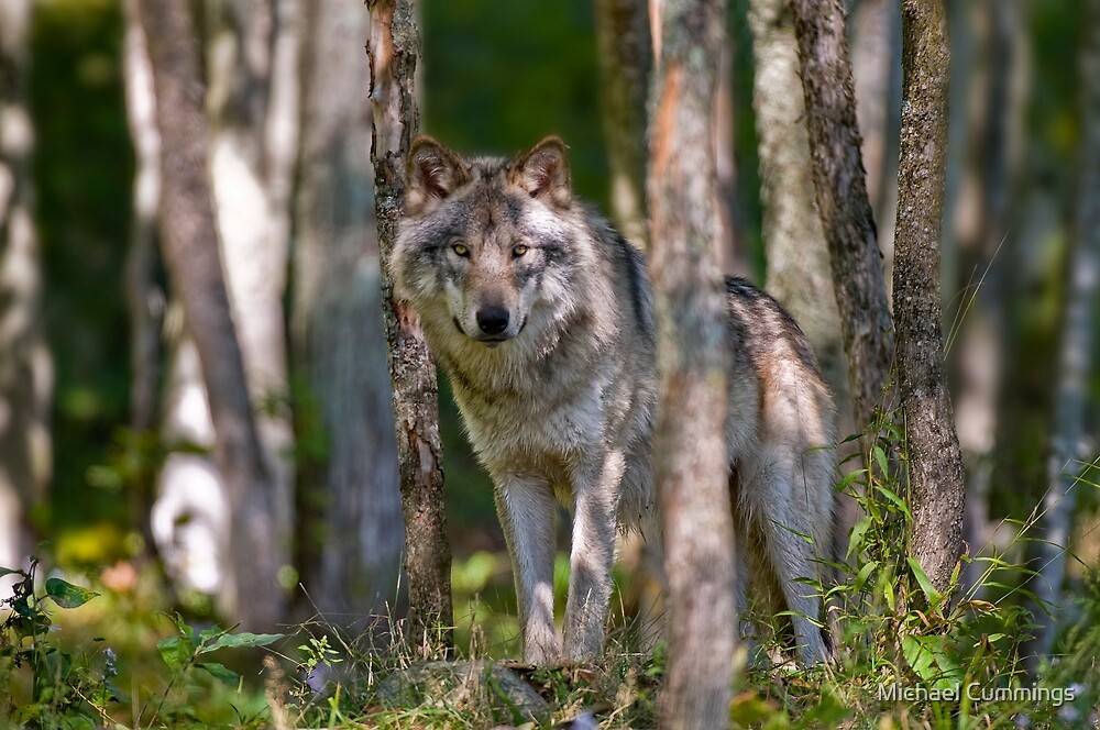 "Timber wolf in Forest" by Michael Cummings | Redbubble