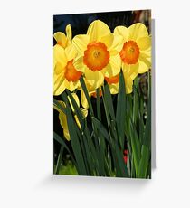 Daffodils Greeting Card
