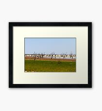 Menindee Lake Framed Print