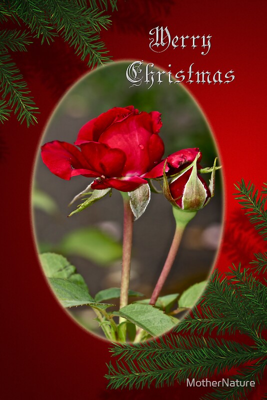 "Merry Christmas Greeting Card Red Roses" Greeting Cards by