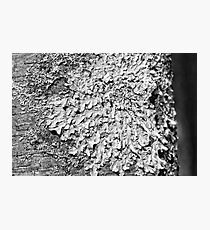 Pareidolia Photographic Print