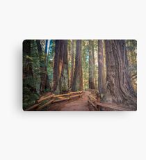 Muir Woods Metal Print
