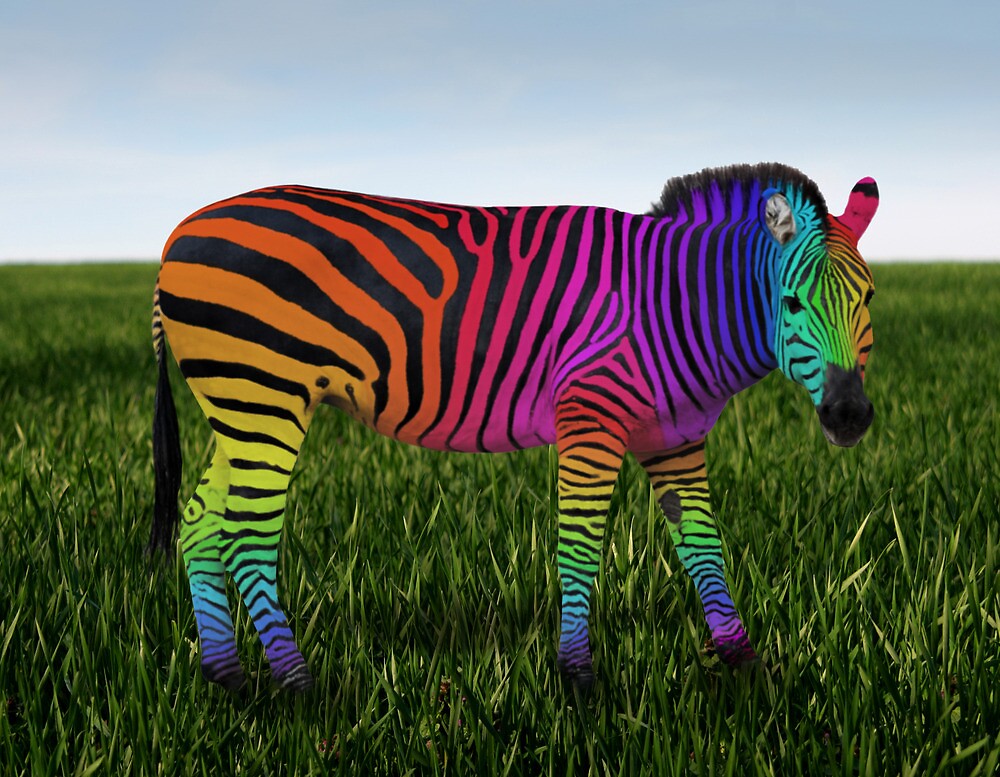 "Rainbow Zebra" by Kitty Bitty | Redbubble