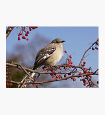 Bird Photographic Print