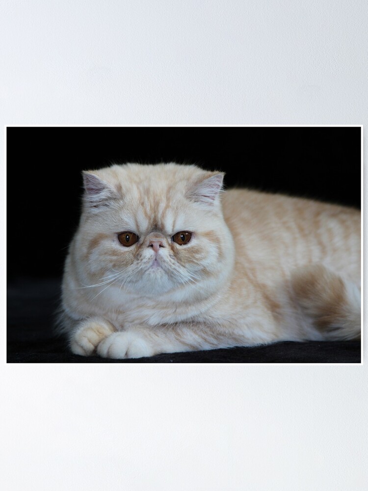 Boycie Red Exotic Shorthair Cat Poster By Simpson Stuff Redbubble