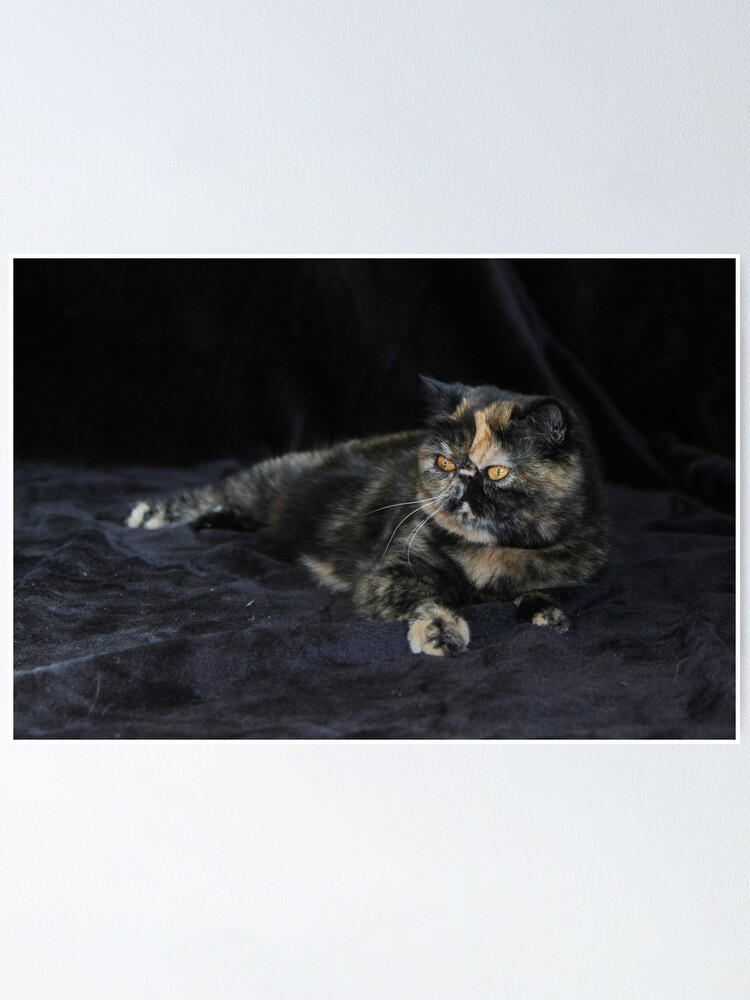 Milly Tortie Tabby Exotic Shorthair Cat Poster By Simpson Stuff