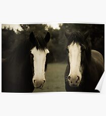 Two Horses Poster