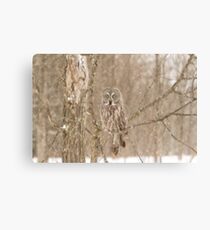 Great Grey Owl Canvas Print