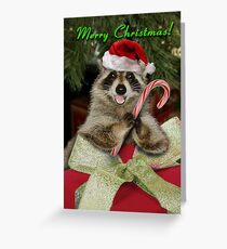 Christmas Raccoon Greeting Card