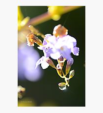Sun Sparkle Photographic Print