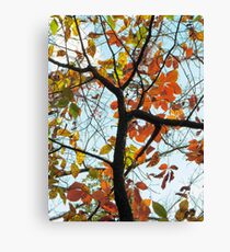 Autumn Color at Sheldon Marsh Canvas Print