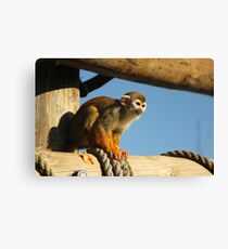 Squirrel Monkey - Yorkshire Wildlife Park Canvas Print
