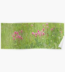 Pink Paintbrush Poster