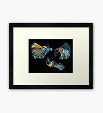Fish Siamese fighting 3 Framed Print