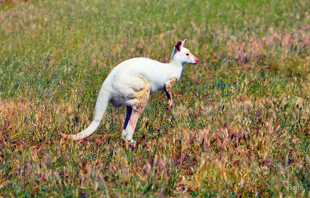 "Albino Kangaroo" by Bami | Redbubble