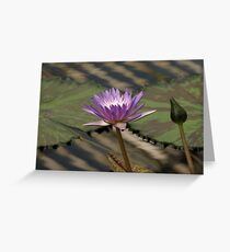 Purple Water Lilly Greeting Card