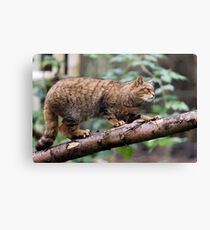 Scottish Wildcat Canvas Print