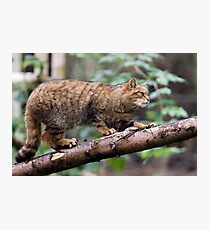 Scottish Wildcat Photographic Print