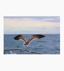 Admiration Photographic Print