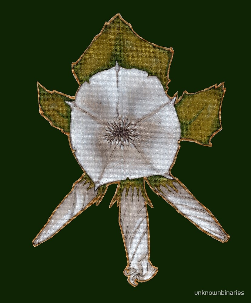 "Thornapple's Teeth" by unknownbinaries Redbubble