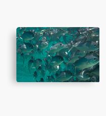 Bigeye jacks Canvas Print
