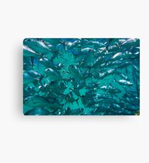 Bigeye jacks Canvas Print