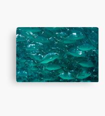 Bigeye jacks Canvas Print