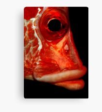 Giant squirrelfish Canvas Print