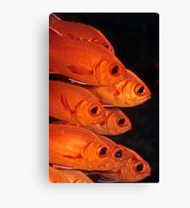 white-edged soldierfish Canvas Print