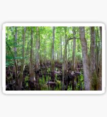 Cypress Swamp Sticker