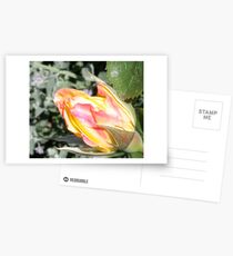 Village Rose II Postcards