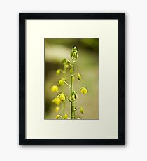Flower Framed Print