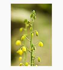 Flower Photographic Print