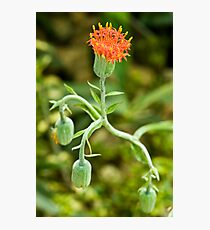 Flower Photographic Print