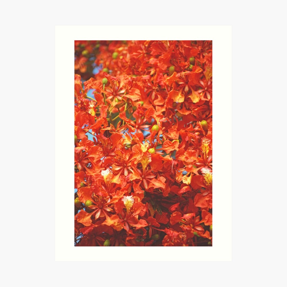 Delonix 15 Art Print