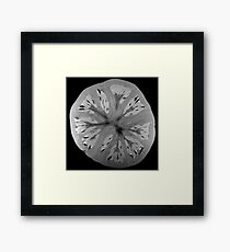 Tomato Framed Print