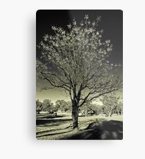Outback Mulga tree (duotone) Metal Print