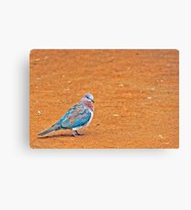 a coloured dove Canvas Print