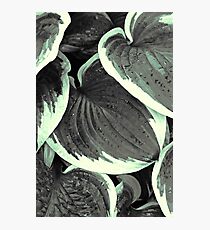 Leaves - 2 (duotone) Photographic Print