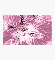 Geranium (duotone - digital sketch) Photographic Print